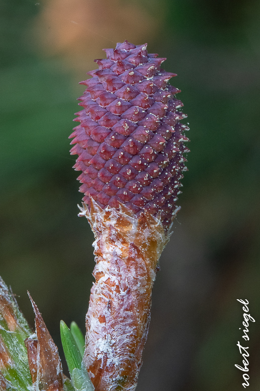 Coast BioBlitz 2025